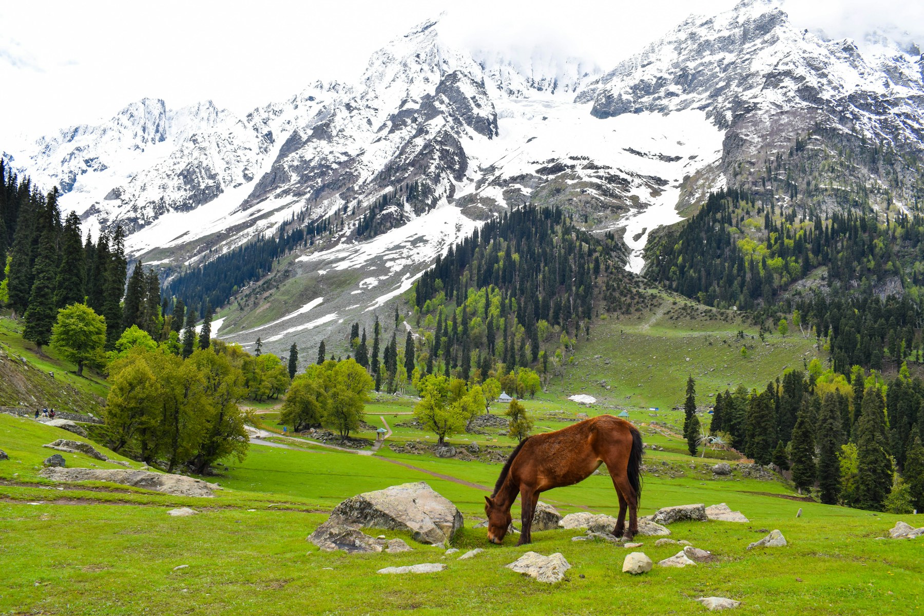Kashmir Tulip Photography Festival