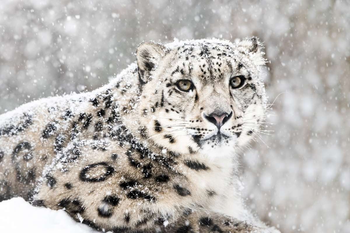 Spot the Wildlife: The Snow Leopard Trek in Ladakh