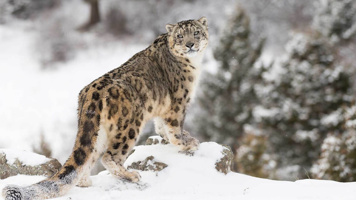snow leopard trek with triyana