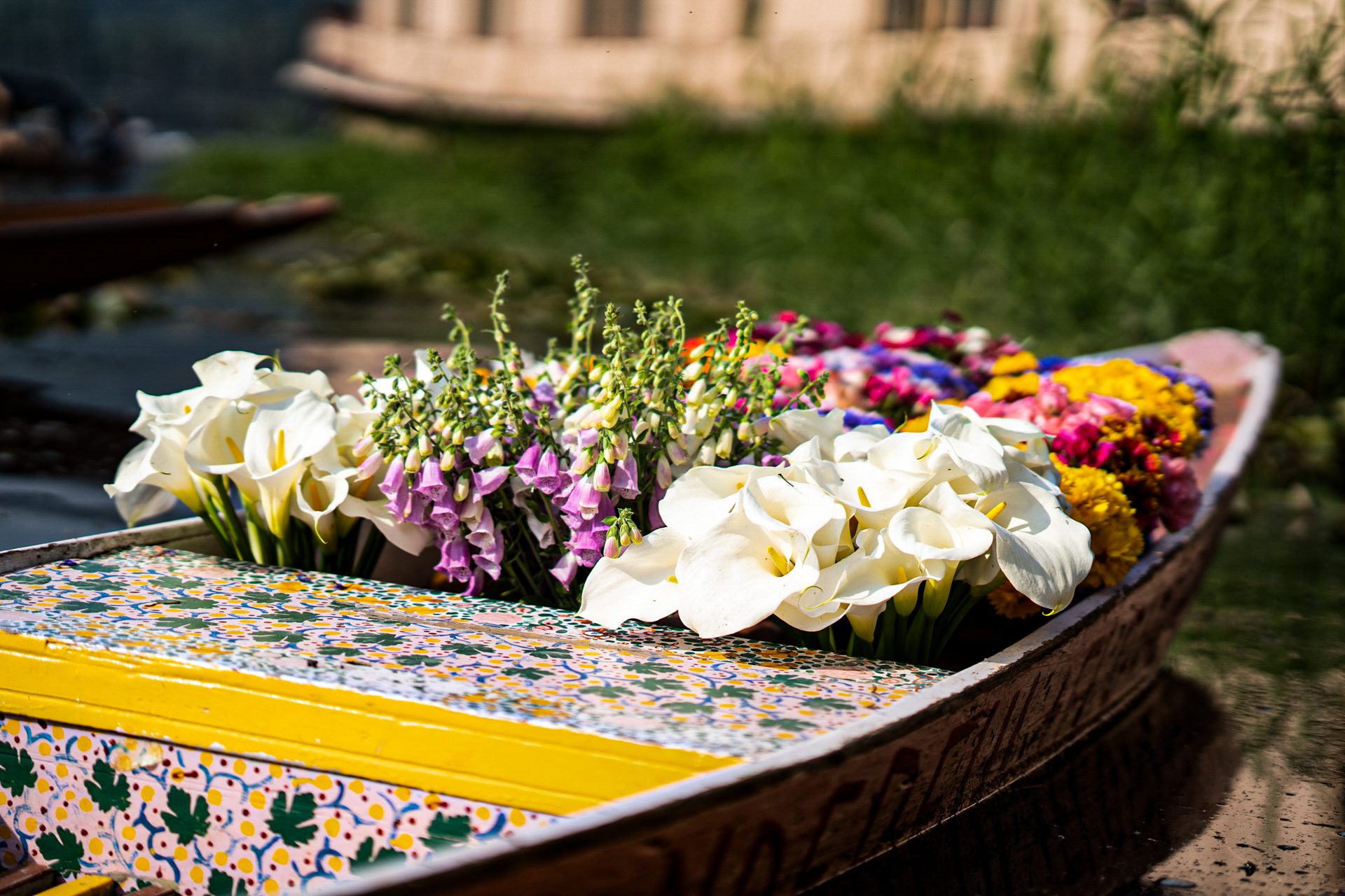 Kashmir in Bloom — Tulip Festival & Gurez visual 1